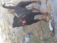Dişi rottweiler