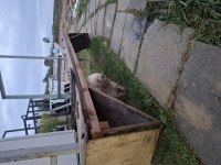 Güzel terrier kızımız