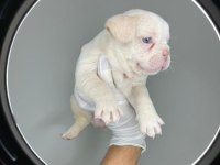 Kalite french bulldog arayanlar