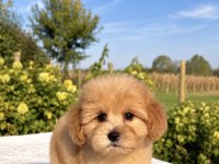 MALTİPOO BİBLO ERKEK