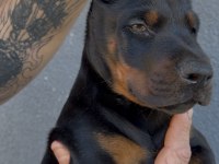 Şecereli European Doberman