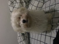 Maltese Terrier 4 aylık köpeğim