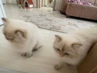 8 aylık 1 dişi ve 1 erkek British Longhair