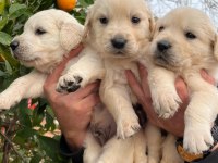 Bebek yüzlü golden retriever bebekler