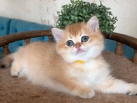 Sevimli Golden British Shorthair