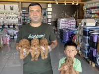  maltipo yavrular maltese toy poodle ankara mağazamızda