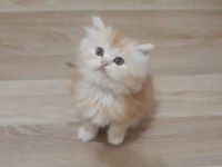 British Longhair 55 Günlük