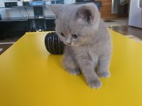 1,5 Aylık safkan British shorthair