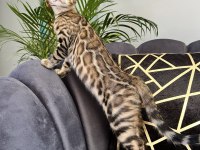 Show Class Brown Bengal Yavrular