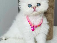 Dişi beyaz 2 aylık british longhair oyuncu prenses