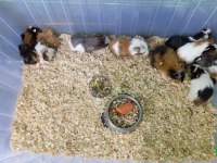 Yavru guinea pig