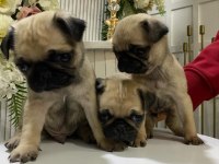 A Kalite 50 Günlük Erkek ve Dişi Pug Mops Bebekler