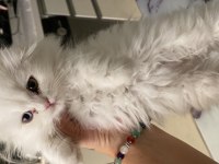 Minik bir prenses british longhair