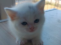 British shorthair beyaz yavru