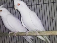 Yavrulu yavrusuz albino sultan papağanları