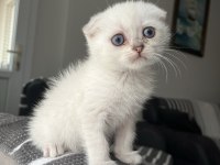 Acil sahiplendirme scottish fold