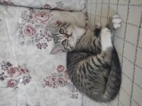 British shorthair linda ve yavruları