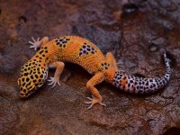 Crested ve Leopard Geckolar