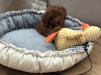 Kore Toy Poodle Yavrularımız
