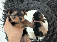 Kore kan yorkshire terrier bebeklerimiz