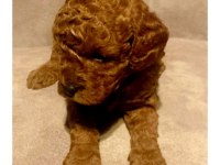 A Kalite Red Brown Toy Poodle Yavrular