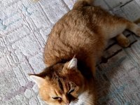 Golden ny25 british shorthair