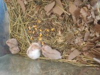 Gonzales bebek hamsterler