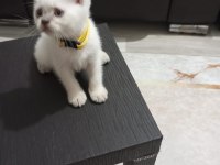 Orijinal Erkek 2 Aylık British Shorthair