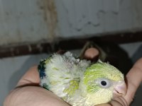 Bebek Monk Papağanı