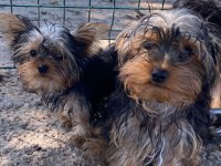 Tea Cup Yorkshire Terrier