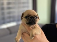PUG PRENSESİMİN GÜZEL YAVRULARI
