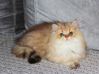 SARI PRENSİN HAYAT ARKADAŞI OLMAK İSTEMEZ MİSİN