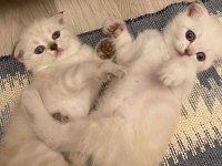 4 Yavru Kedimiz Saf Scottish Fold