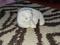 Scottish fold kedimize eş arıyoruz