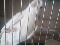 2 yaşında albino erkek kızgın ve lutino ve gren sultan