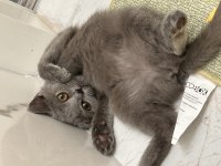 British shorthair 22 nisan doğumlu