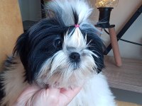 A Kalite Şecereli Shih Tzu Yavruları