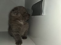 Yavru british shorthair