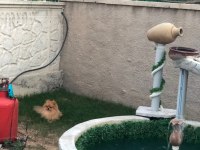 Eşleşme tecrübeli pomeranian oğlumuza dişi arıyoruz