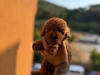 Muazzam Anatomi Kore Teacup Dişi Poodle