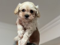 Petmode köpek çiftliğinden tea cup maltipoo