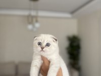 SCOTTISH FOLD SILVER YAVRULARIM 
