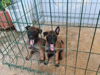 Belçika malinois dişi ve erkek mevcut