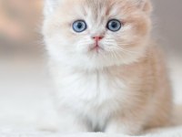 Bulunmaz Rengiyle BY Golden British Shorthair 