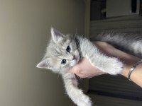 MAVİ RUS KEDİSİ VE Scottish BLUE POİNT
