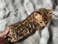 Brown Bengal Kedisi WCF Şecereli Ozyfelines