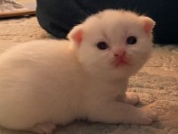 BRITISH SHORTHAIR 2 AYLIK 4 TANE YAVRU KUM EĞİTİMLİ