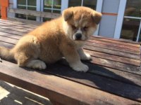 Irk ve Sağlık Garantili Japon Akita Yavrular