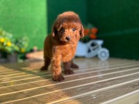 Toy Poodle Bebekler Referans Yavrular