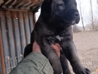 Kaliteli yavru köpeğimizi sahiplendirme